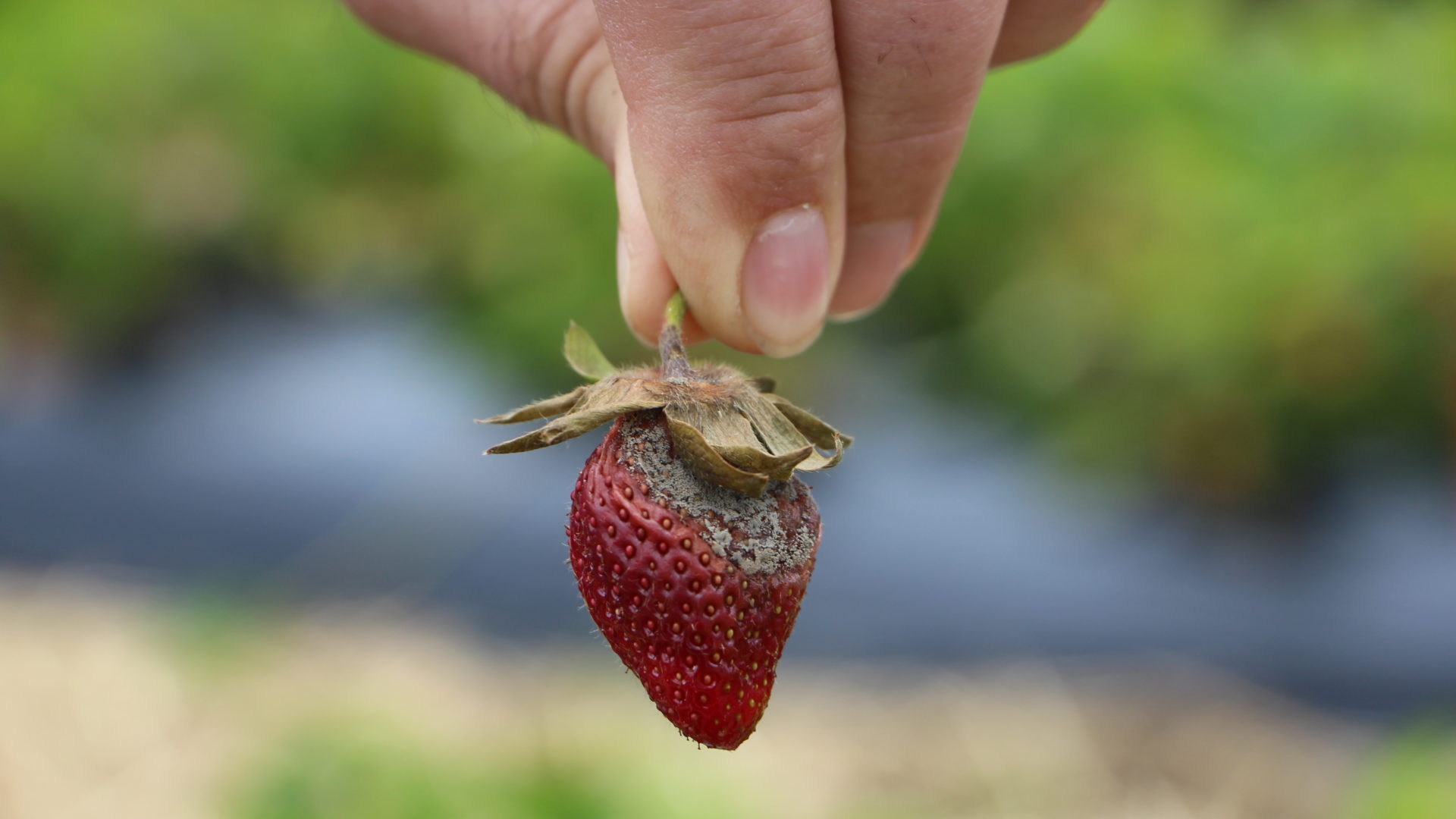 Faule Erdbeeren