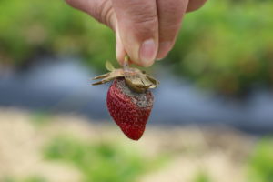 Faule Erdbeeren