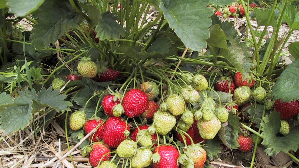 Erdbeeren Feld