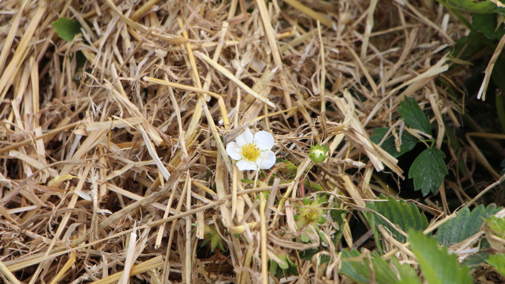 Erdbeeren Stroh