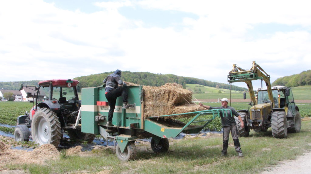 Erdbeeren Stroh Traktor