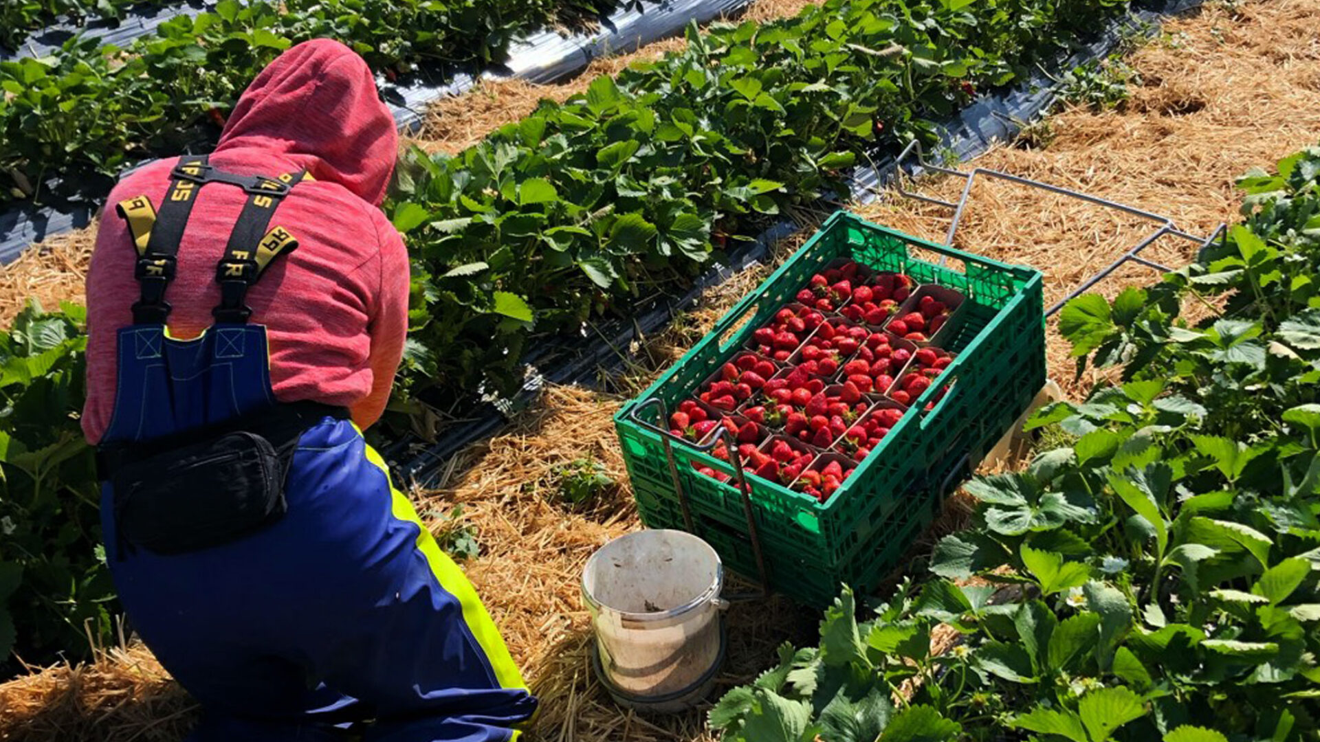 Herbizid freie Erdbeeren