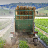 Erdbeerfeld Traktor