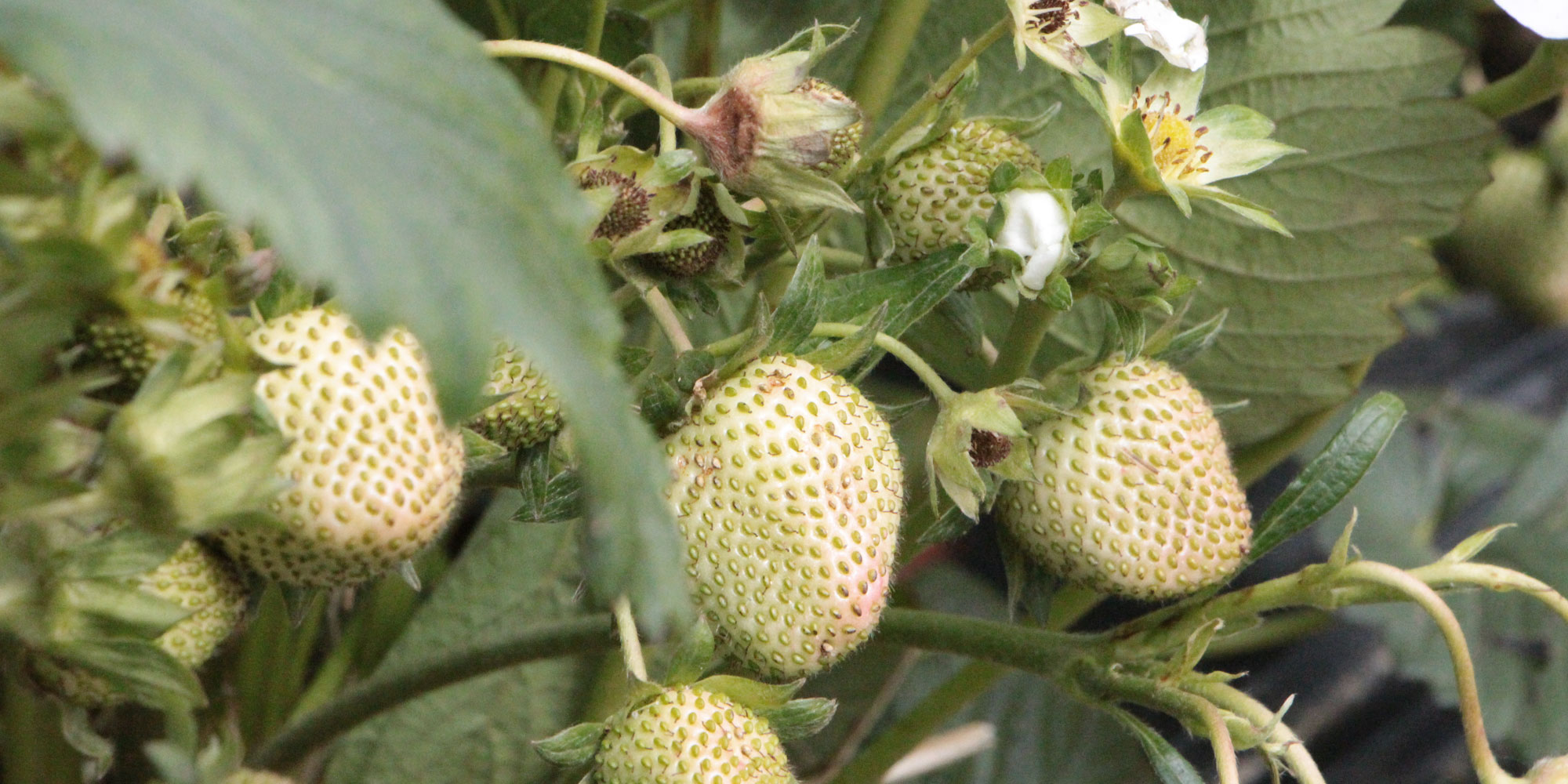 45+ Wie Lange Brauchen Erdbeeren Zum Wachsen, Erdbeerpflanzen