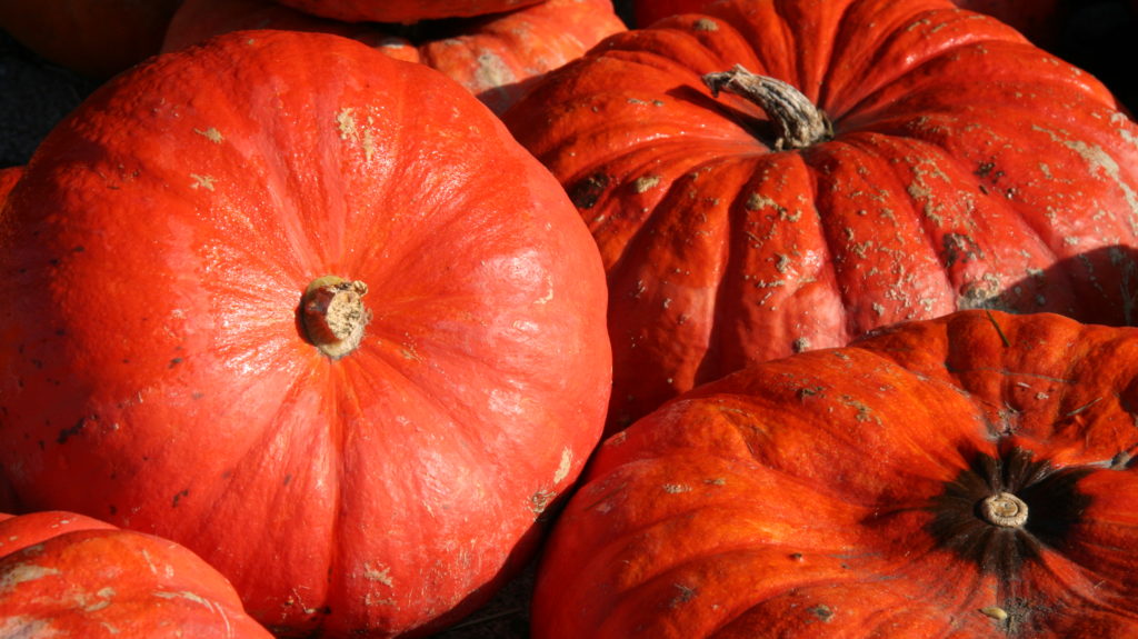 Etampes Kuerbis Jucker Farm