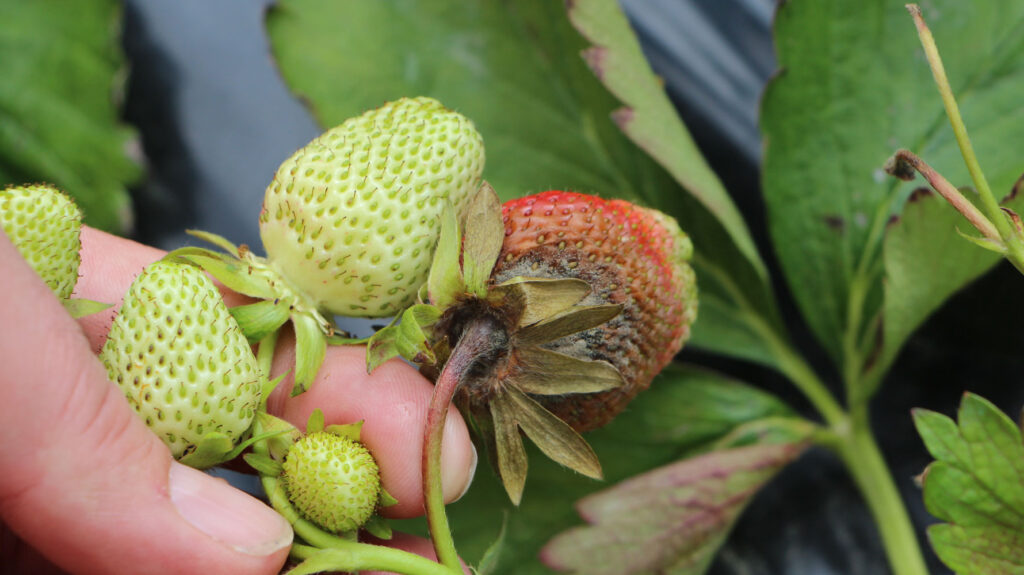 verfaulte und unreife Erdbeeren