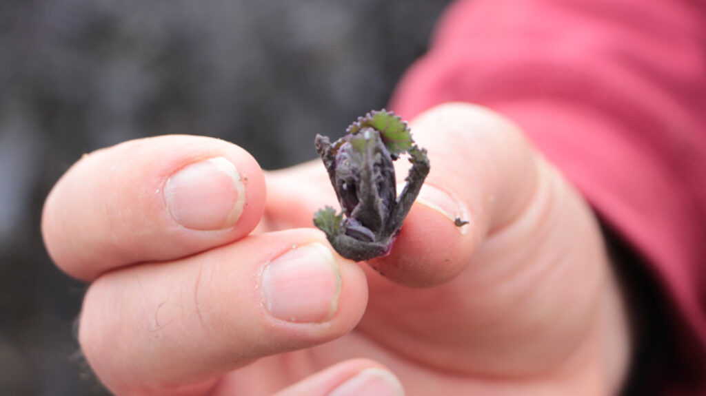 eingekräuselte Blätter eines Flower Sprouts wegen Weisser Fliege