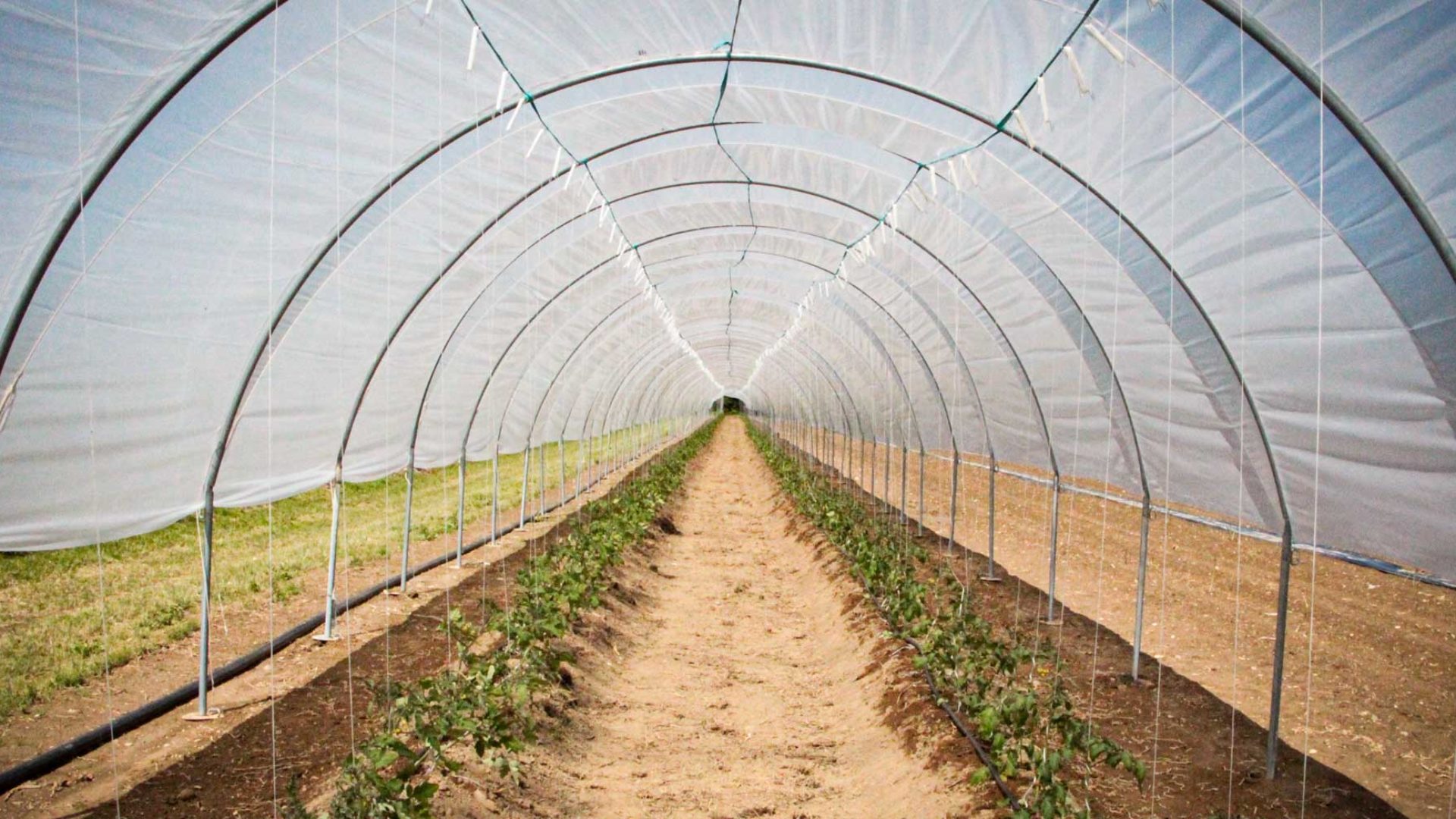 Folientunnel Tomatenpflanzen