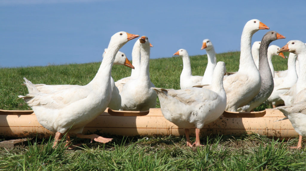 Freiland Weidegans JuckerFarm