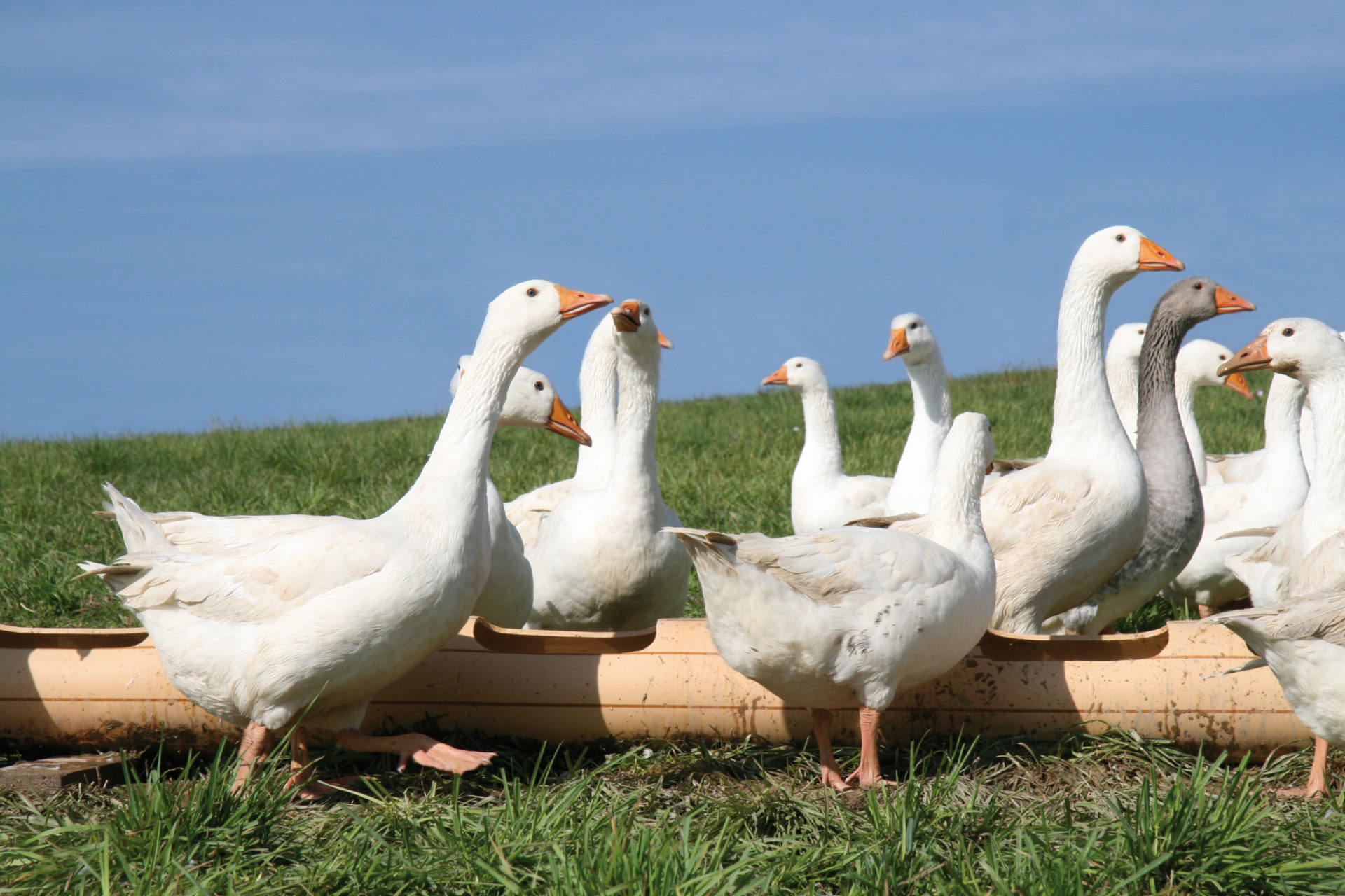 Freiland Weidegans JuckerFarm
