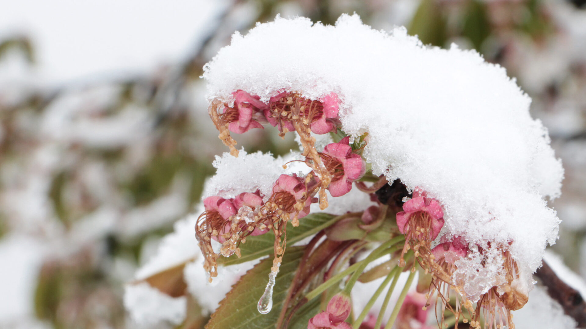 Frost - schneebedeckte Kirschblüten