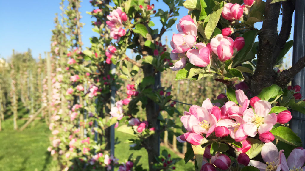 junge Blüten Apfelgarten