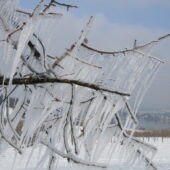 Frost Eiszapfen Am Ast