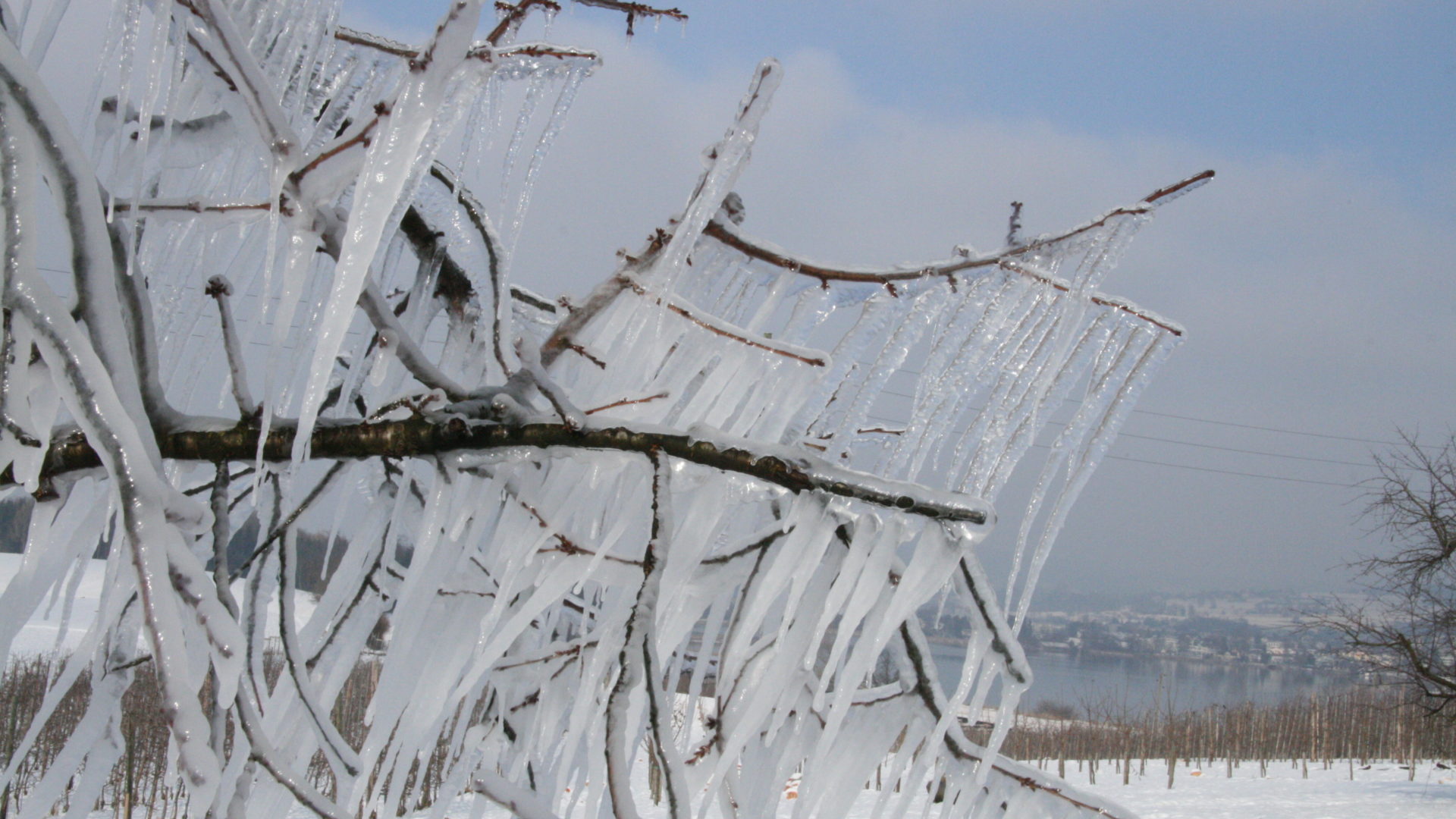 Frost Eiszapfen Am Ast