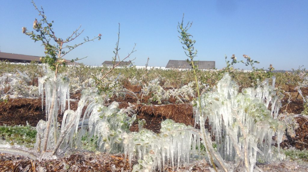 Frostberegnung Heidelbeeren