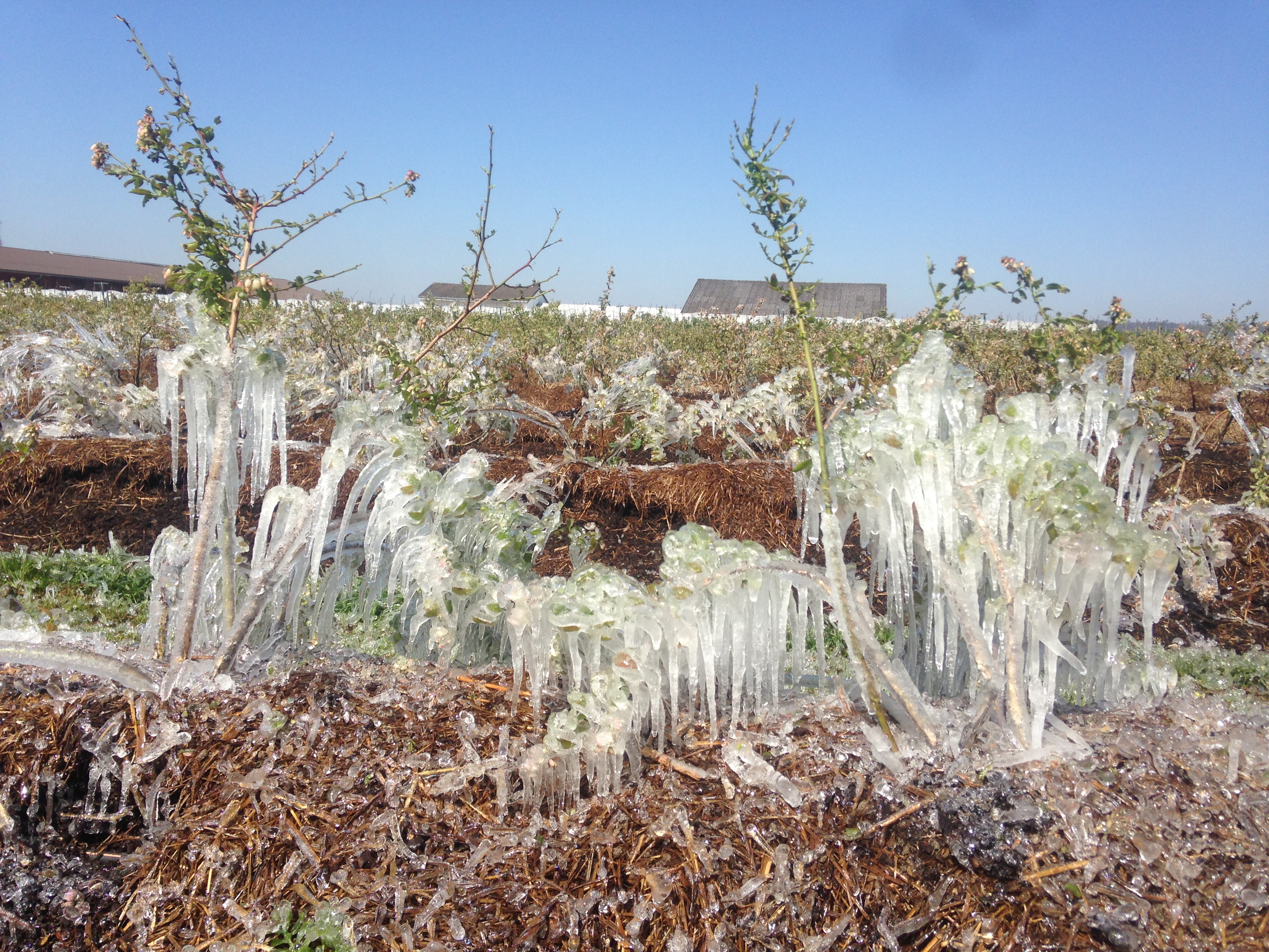 Frostberegnung Heidelbeeren