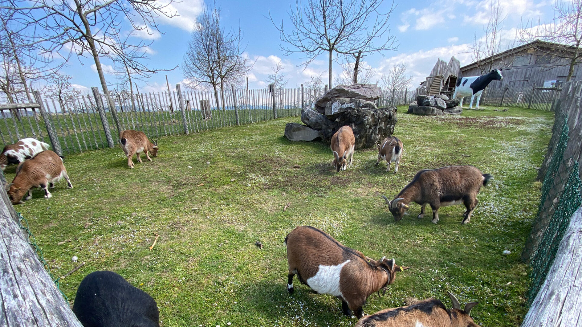 Ziegengehege Tierwohlsorgen