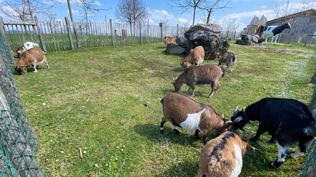 Ziegen Gehege Auslauf