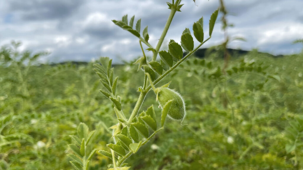 Kichererbse unausgereift an der Pflanze im Feld