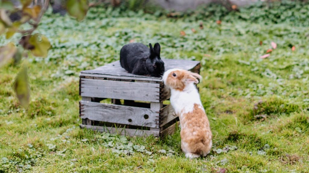 Kaninchen