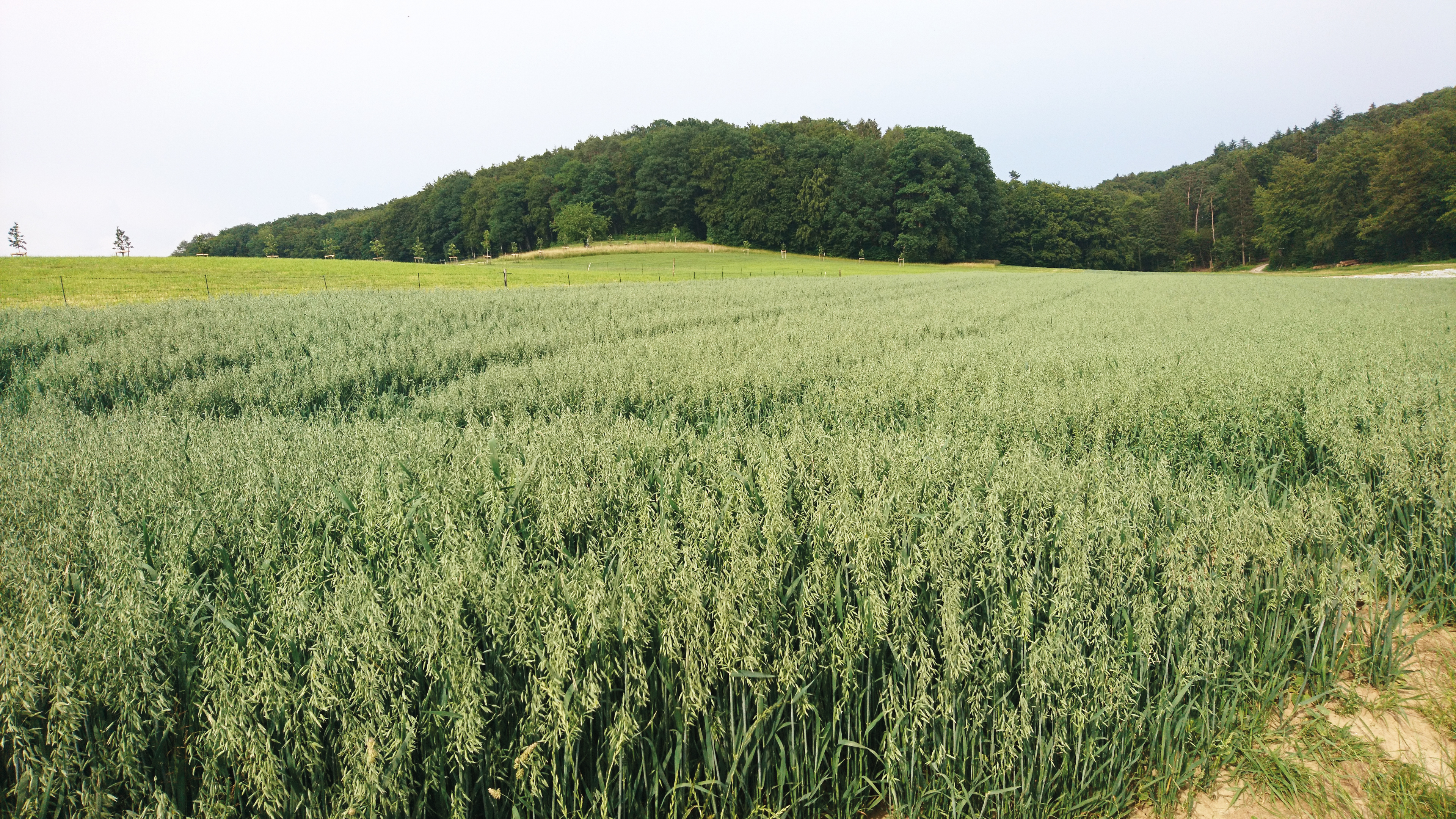 Hafer Rafzerfeld Spargelhof Rafz 9