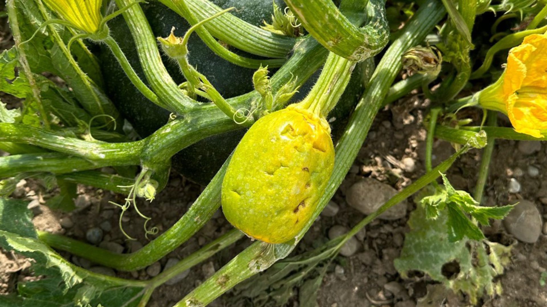 Birne - kleine Schwester des Apfels - FarmTicker