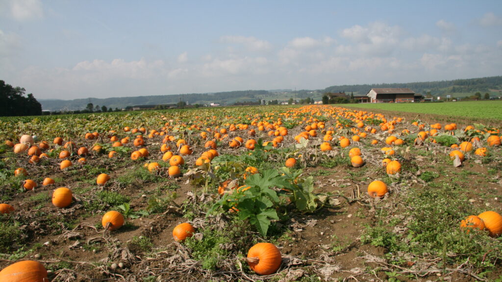 Halloween Kuerbis Feld