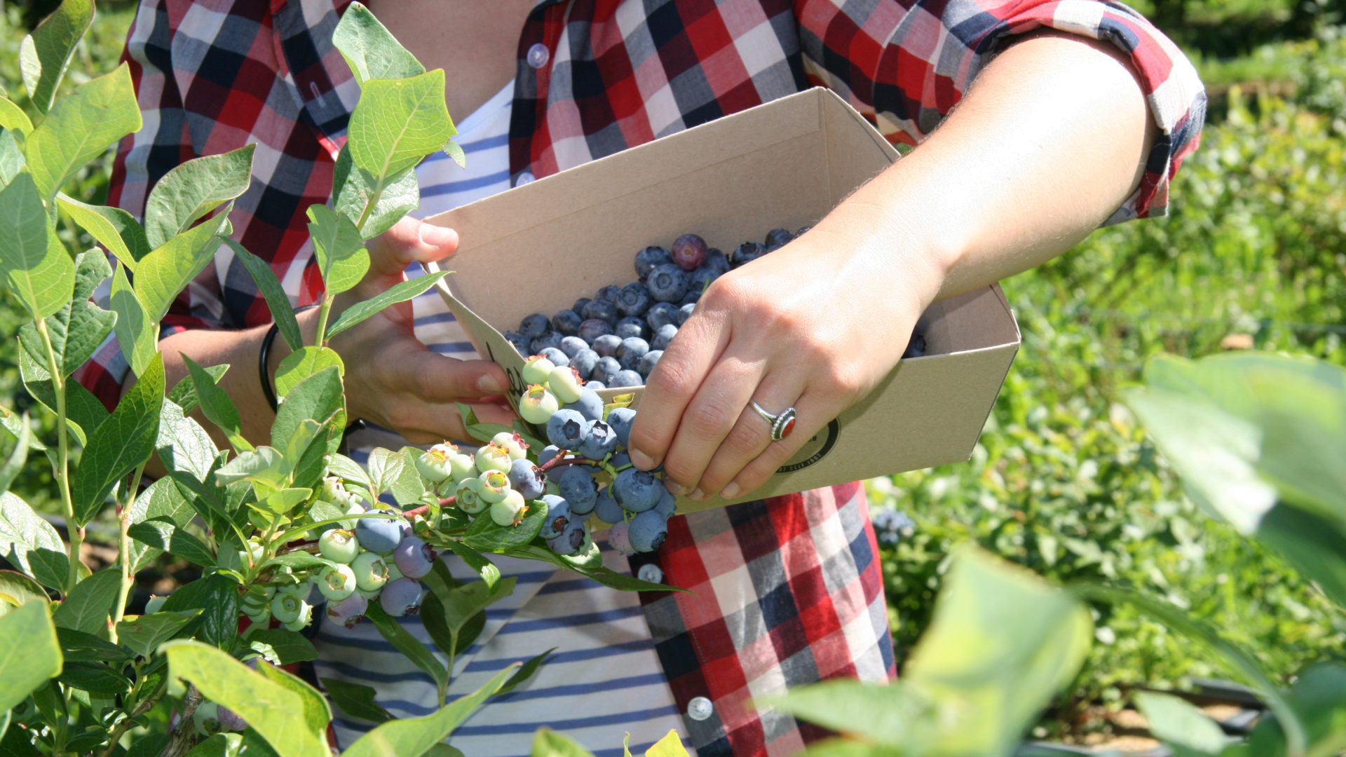 Heidelbeeren Pfluecken