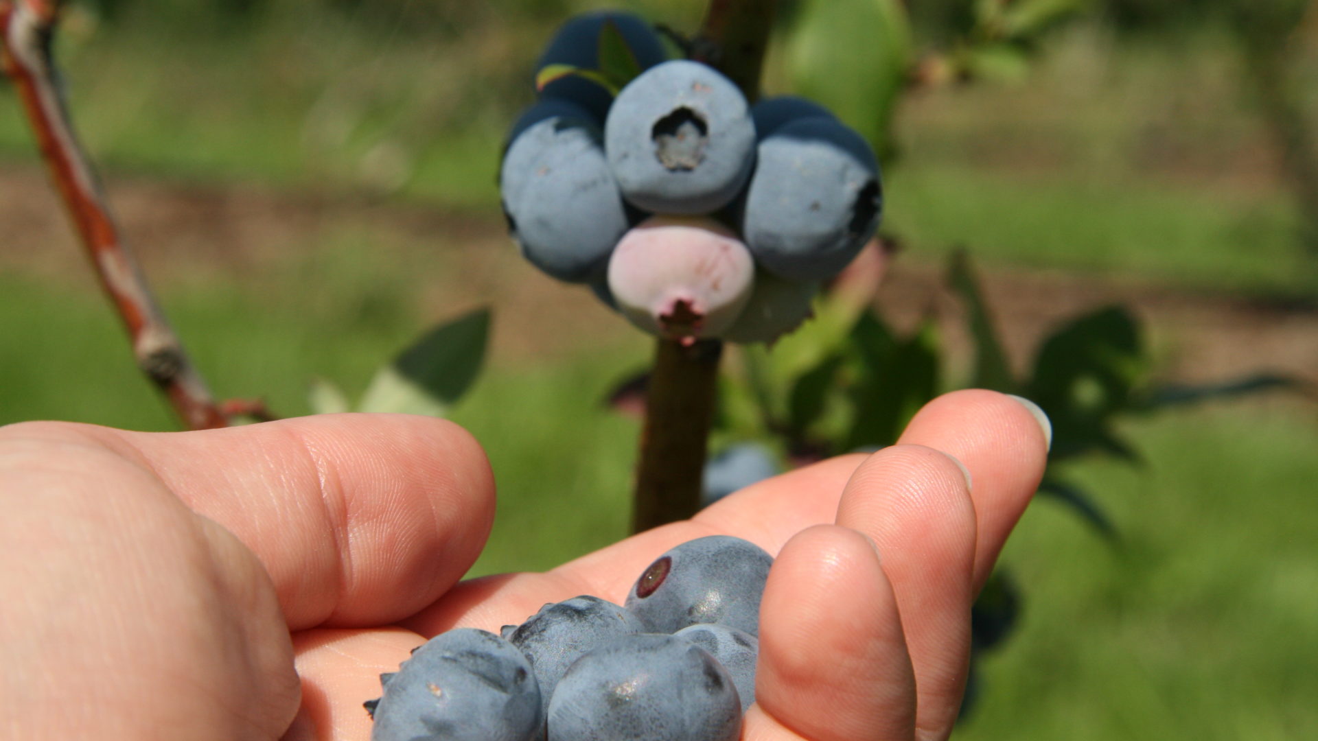 Heidelbeeren Selberpflücken Hand