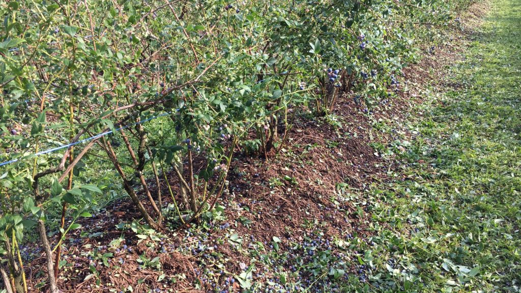 Heidelbeeren Am Boden