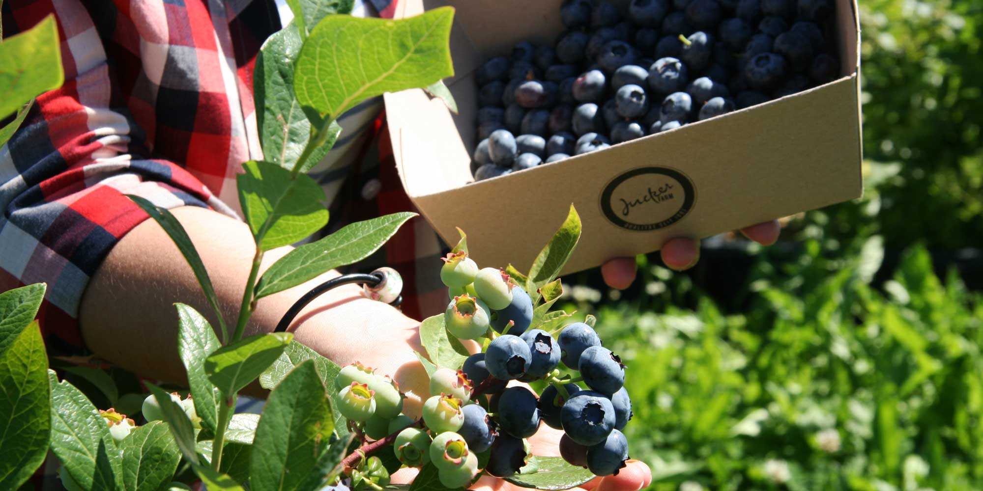 Heidelbeeren Selberpfluecken