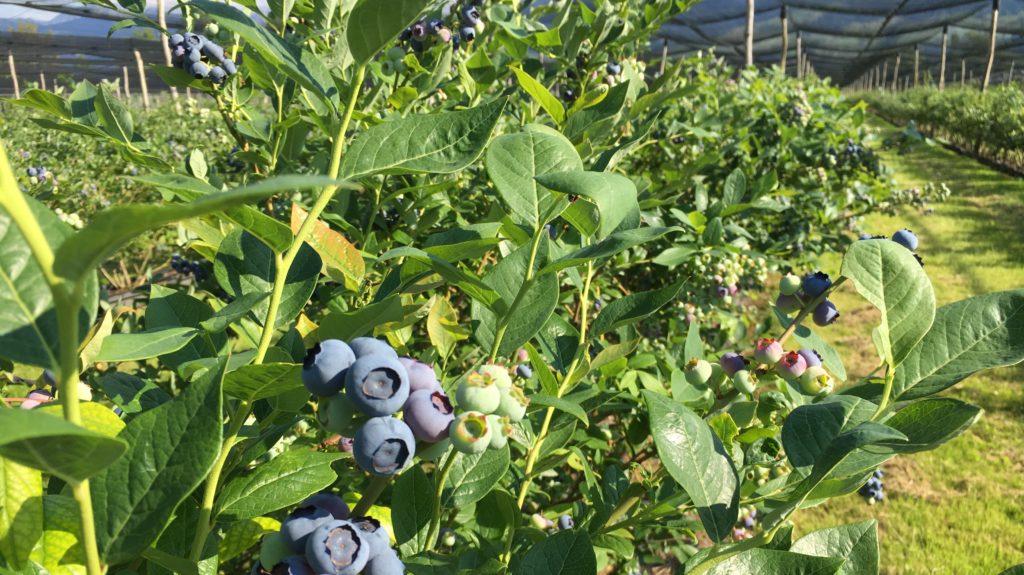 Heidelbeeren Baechlihof