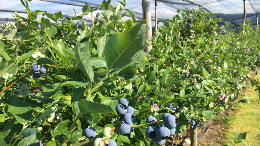 Heidelbeeren Baechlihof