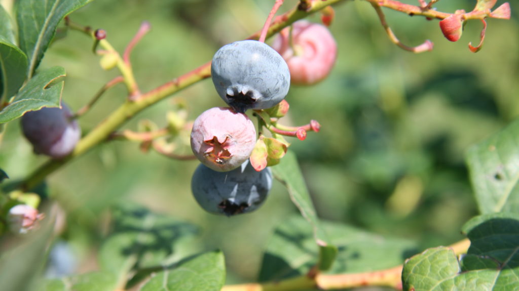 Heidelbeeren am Strauch