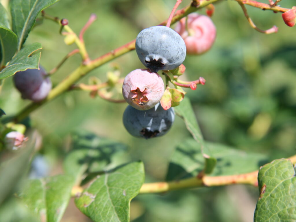 Heidelbeeren am Strauch