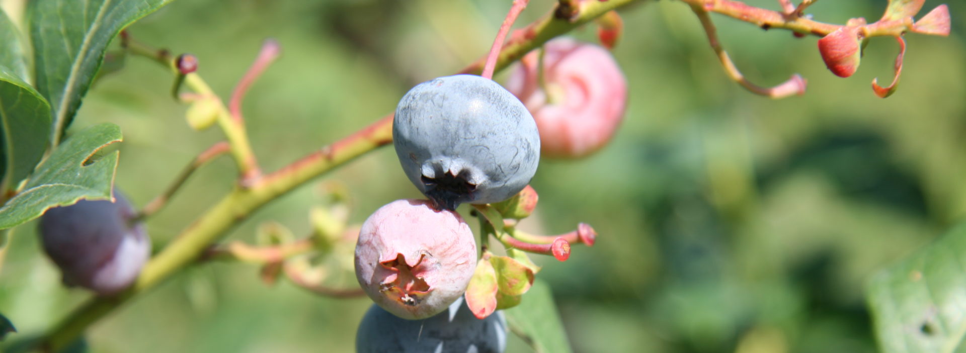 Heidelbeeren am Strauch