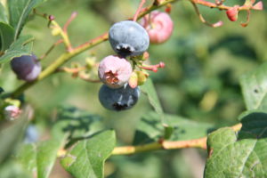 Heidelbeeren am Strauch