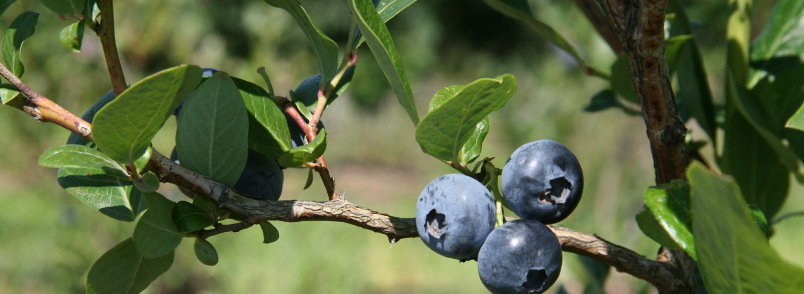 Heidelbeeren blau, rund und gesund Jucker Farm