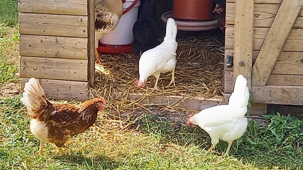 Keine Vogelgrippe: Huehner auf dem Roemerhof