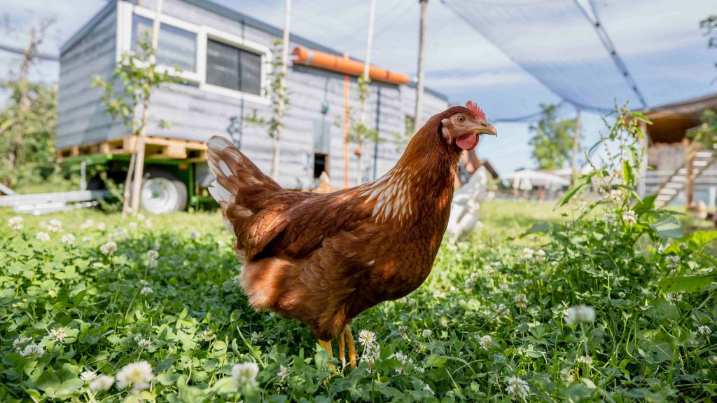 Huhn im Freiland