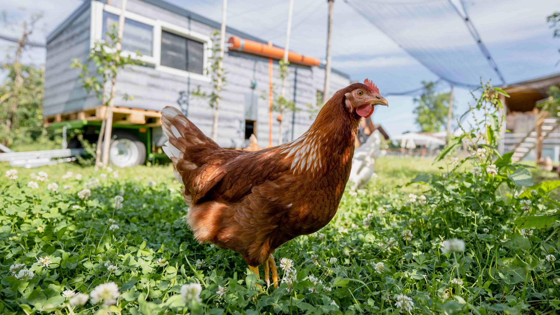 Huhn im Freiland