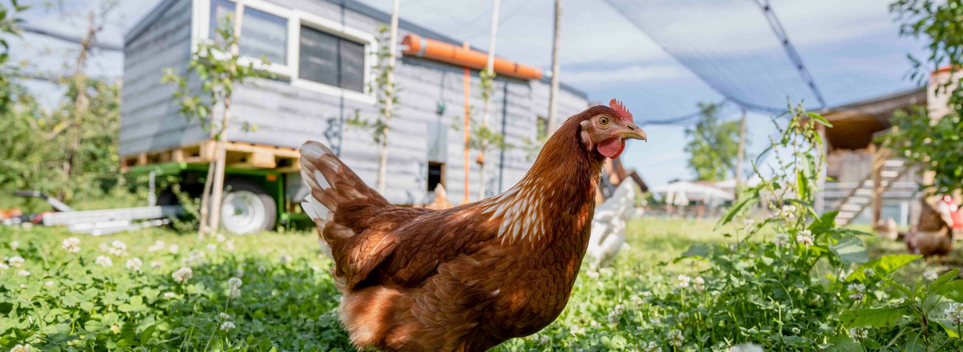 Huhn im Freiland