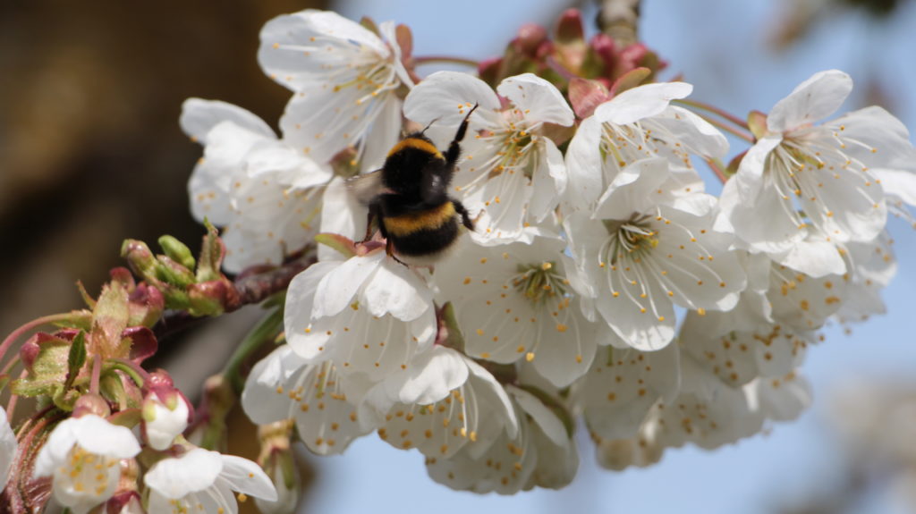 Hummel Kirschbaum