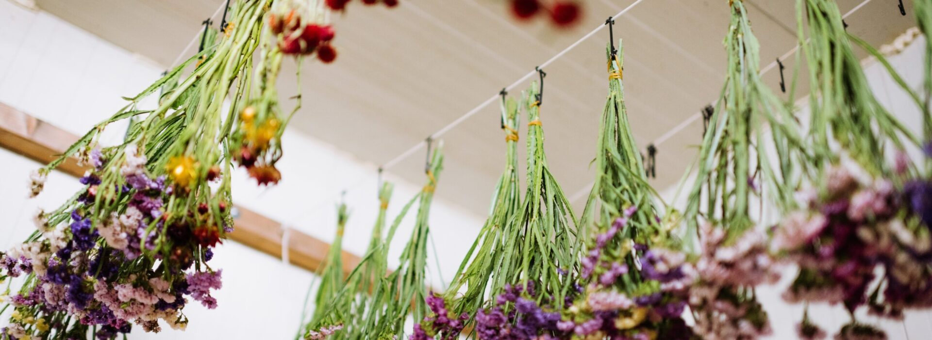Trockenblumen_aufgehaengt