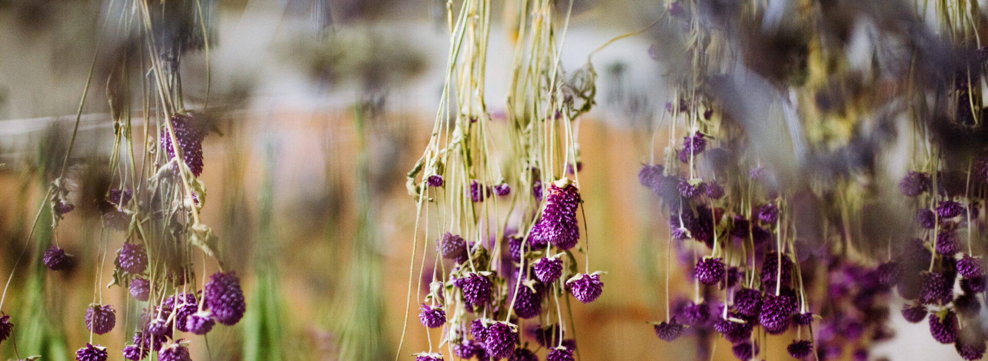 Trockenblumen