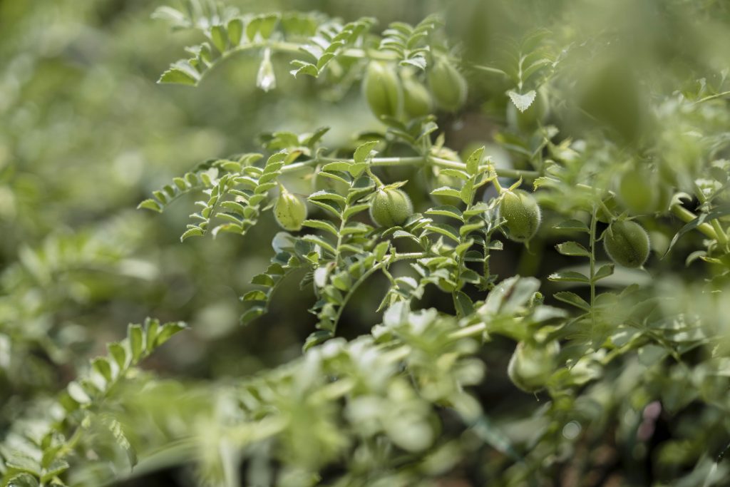 Kichererbsen - Hülsenfrüchte sind eine gute pflanzliche Proteinquelle. Diese können auch hierzulande angebaut werden.