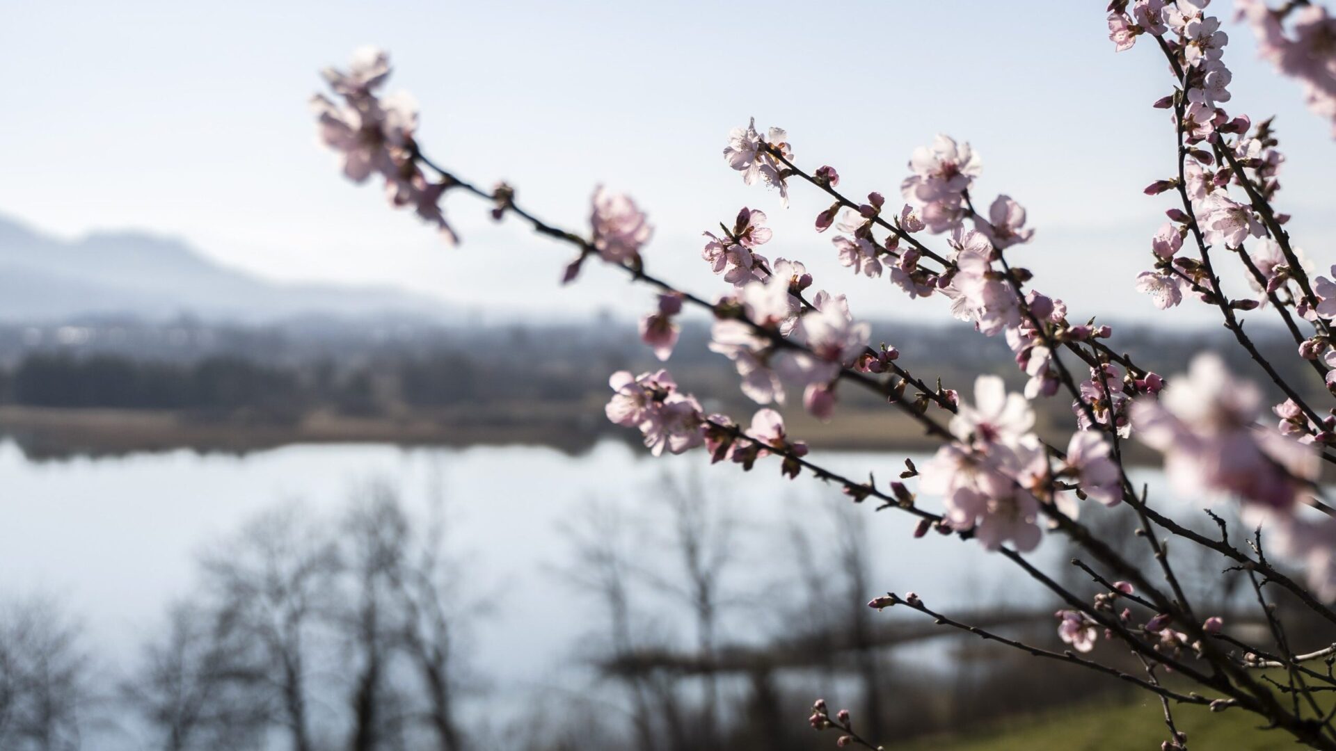 Frühling auf dem Juckerhof