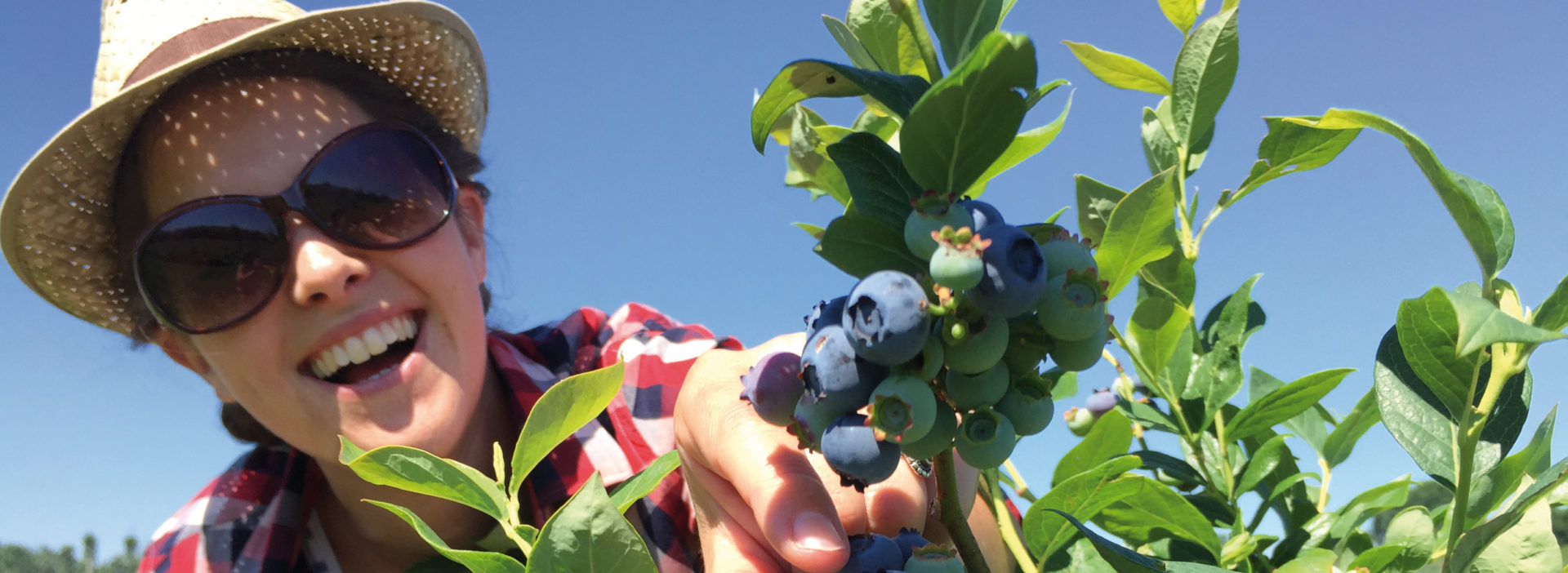 Juckerhof Selberpflücken Heidelbeeren