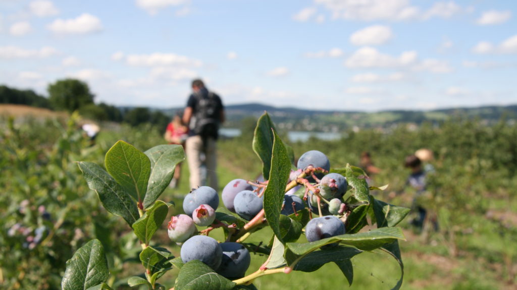 Juckerhof Selberpflücken Heidelbeeren Seeblick