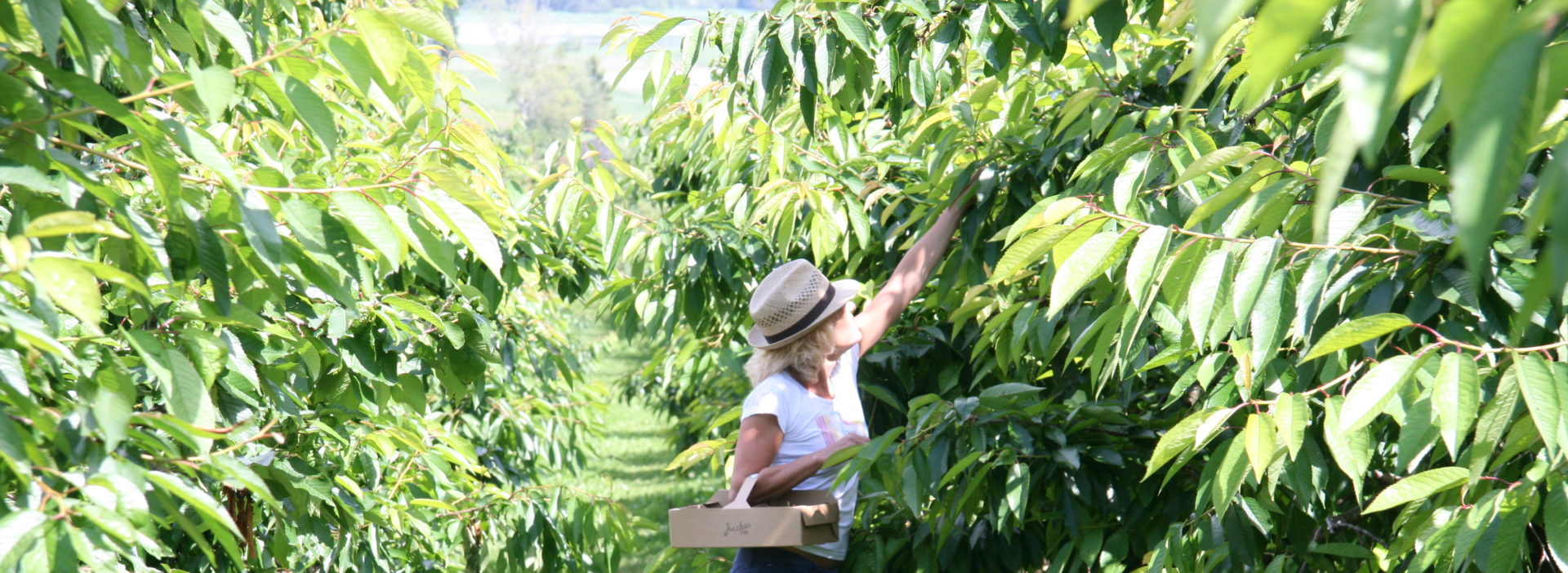 Juckerhof Selberpflücken Kirschen